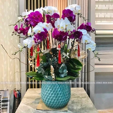 CHẬU HOA LAN HỒ ĐIỆP MIX MÀU TRẮNG, TÍM - LHD0064