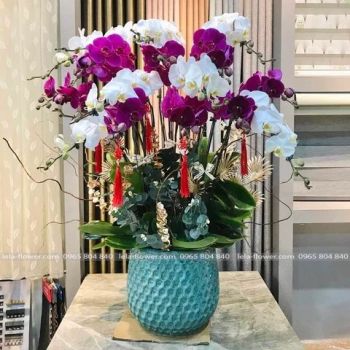 CHẬU HOA LAN HỒ ĐIỆP MIX MÀU TRẮNG, TÍM - LHD0064