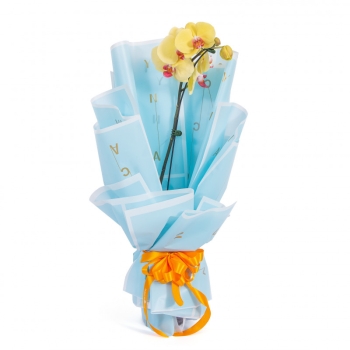 Combo 02 Chậu Lan Hồ Điệp Hasfarm 075